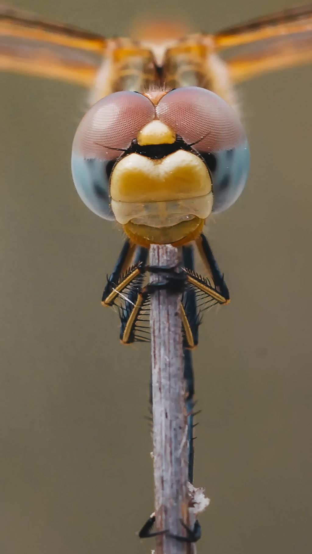 Riconoscimento Odonata